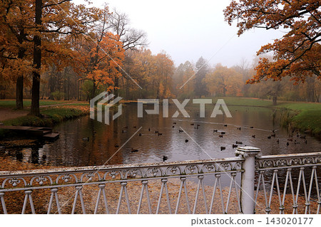 Lake surrounded by red and yellow foliage, with ducks and their reflections visible in the water on a cold, misty day. An autumn park in Russia in October picturesque landscape and autumn themed scene Lake surrounded by red and yellow foliage, with ducks and their reflections visible in the water on a cold, misty day. An autumn park in Russia in October picturesque landscape and autumn themed scene 143020177