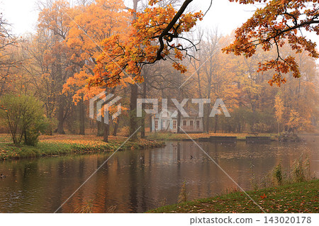 Lake surrounded by red and yellow foliage, with ducks and their reflections visible in the water on a cold, misty day. An autumn park in Russia in October picturesque landscape and autumn themed scene 143020178