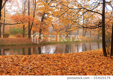 Autumn park in Russia in October, Lake surrounded by red and yellow foliage, with ducks and their reflections visible in the water misty day. A picturesque autumn park landscape vibrant autumn banner Autumn park in Russia in October, Lake surrounded by red and yellow foliage, with ducks and their reflections visible in the water misty day. A picturesque autumn park landscape vibrant autumn banner 143020179