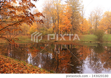 Lake surrounded by red and yellow foliage, with ducks and their reflections visible in the water on a cold, misty day. An autumn park in Russia in October picturesque landscape and autumn themed scene Lake surrounded by red and yellow foliage, with ducks and their reflections visible in the water on a cold, misty day. An autumn park in Russia in October picturesque landscape and autumn themed scene 143020180