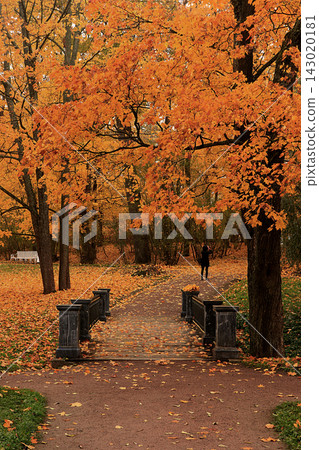 Russian park in October. A picturesque autumn landscape on a cold, foggy day, an autumn banner featuring oaks with red, falling leaves and a journey through Russia beautiful locations. 143020181