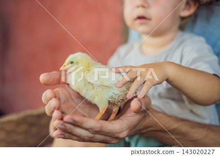 Toddler strokes a chick supported in his father's hands. Sensory exploration and gentle animal interaction. Toddler strokes a chick supported in his father's hands. Sensory exploration and gentle animal interaction. 143020227