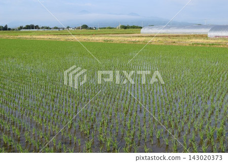 Rural scenery Shonai, Yamagata Prefecture, one of Japan's leading rice fields Rural scenery Shonai, Yamagata Prefecture, one of Japan's leading rice fields 143020373