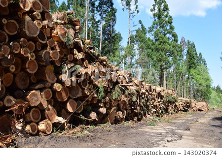 Logs of cut cedar Shonai, Yamagata Prefecture 143020374