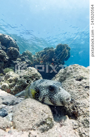 White-spotted pufferfish (Arothron hispidus) in the Red Sea White-spotted pufferfish (Arothron hispidus) in the Red Sea 143020564