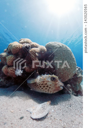 Spotbase burrfish or yellowspotted burrfish (Cyclichthys spilostylus) in the Red Sea Spotbase burrfish or yellowspotted burrfish (Cyclichthys spilostylus) in the Red Sea 143020565
