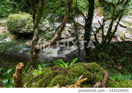 Fast-flowing stream winding through a dense green forest near waterfall in Abkhazia. Mossy trees and rocks in a lush woodland environment. Wild nature landscape with overgrown vegetation Fast-flowing stream winding through a dense green forest near waterfall in Abkhazia. Mossy trees and rocks in a lush woodland environment. Wild nature landscape with overgrown vegetation 143020691