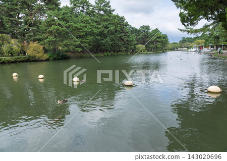 群馬縣前橋市敷島公園 群馬縣前橋市敷島公園 143020696