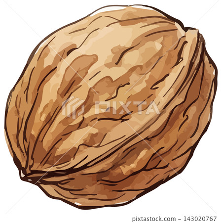 A mouthwatering illustration of walnuts A mouthwatering illustration of walnuts 143020767