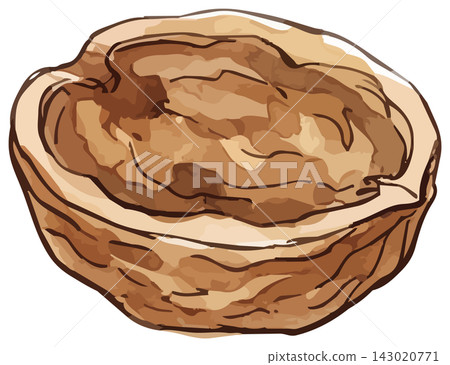 A mouthwatering illustration of walnuts A mouthwatering illustration of walnuts 143020771