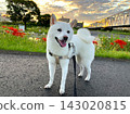 A white Shiba Inu (4) taking a walk on a morning after the typhoon has passed, feeling the autumn air. 143020815