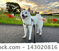 A white Shiba Inu taking a walk on a morning after the typhoon has passed, feeling the autumn air (Part 3) 143020816
