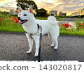 A white Shiba Inu taking a walk on the morning after the typhoon has passed, feeling the autumn air (Part 2) 143020817