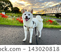 A white Shiba Inu taking a walk on a morning after a typhoon, feeling the autumn air. (1) 143020818
