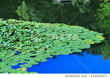 Water lilies, Shiroyama Park, Okegawa City, Saitama Prefecture Water lilies, Shiroyama Park, Okegawa City, Saitama Prefecture 143020877