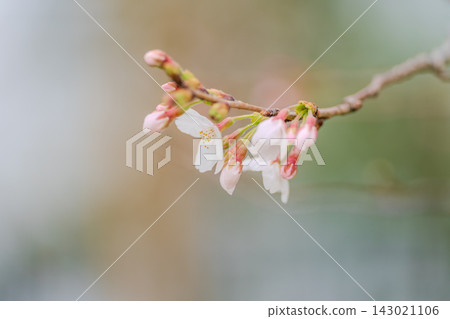 Yoshino cherry tree begins to bloom Yoshino cherry tree begins to bloom 143021106