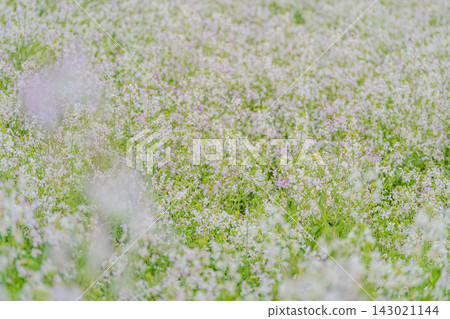 Radish in full bloom Radish in full bloom 143021144
