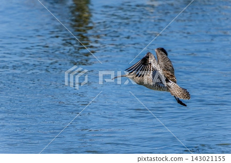 A whimbrel soaring just above the water's surface: The ecology of wild birds and natural scenery A whimbrel soaring just above the water's surface: The ecology of wild birds and natural scenery 143021155