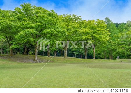 一個美麗的公園,綠樹成蔭,草坪廣闊;藍天白雲,留有空白區域;環保形象。 一個美麗的公園,綠樹成蔭,草坪廣闊;藍天白雲,留有空白區域;環保形象。 143021158