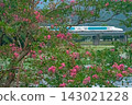 A wrapped Shinkansen train passes by a crape myrtle tree in full bloom. 143021228