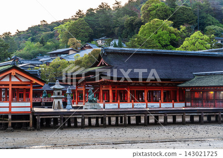 嚴島神社的清晨景色，這裡是國寶和世界遺產[廣島縣初日市市] 143021725