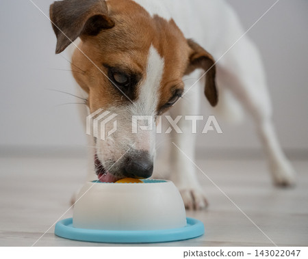 A Jack Russell Terrier dog licks a lick toy. A Jack Russell Terrier dog licks a lick toy. 143022047