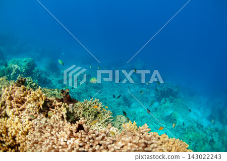 Coral reef with colorful fishes in tropical sea resort. Underwater marine ecosystem, snorkeling adventure, summer family travel, healthy coral habitat, rich biodiversity and tropical ocean wildlife. Coral reef with colorful fishes in tropical sea resort. Underwater marine ecosystem, snorkeling adventure, summer family travel, healthy coral habitat, rich biodiversity and tropical ocean wildlife. 143022243