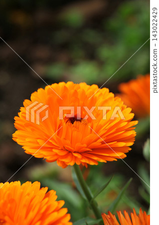 Calendula Calendula 143022429