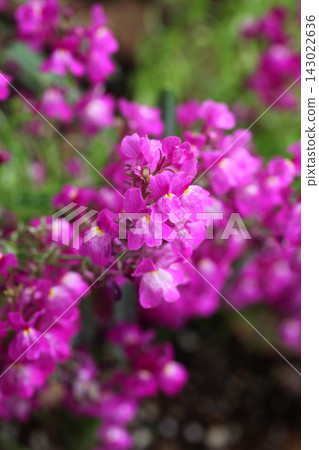 Linaria flowers Linaria flowers 143022636