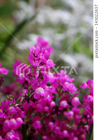 Linaria flowers Linaria flowers 143022637