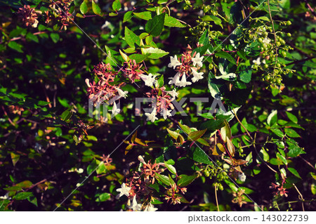 Averia Averia 143022739