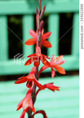 Watosonia Watosonia 143022806