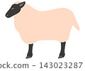 Suffolk sheep - side view 143023287