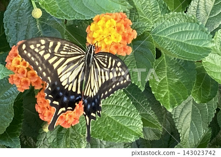 Swallowtail butterflies flutter gracefully towards the plants under the eaves, and elegant butterflies land on the flowers. Swallowtail butterflies flutter gracefully towards the plants under the eaves, and elegant butterflies land on the flowers. 143023742