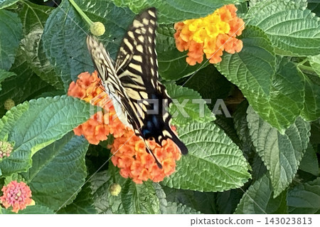 Swallowtail butterflies flutter gracefully towards the plants under the eaves, and elegant butterflies land on the flowers. Swallowtail butterflies flutter gracefully towards the plants under the eaves, and elegant butterflies land on the flowers. 143023813