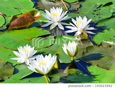 Water lilies, Shiroyama Park, Okegawa City, Saitama Prefecture Water lilies, Shiroyama Park, Okegawa City, Saitama Prefecture 143023942
