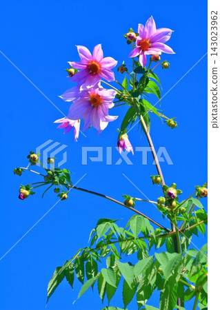 Pink Emperor Dahlias that stand out against the blue sky Pink Emperor Dahlias that stand out against the blue sky 143023962