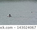 A man and a girl, both wearing swimsuits and backpacks, are swimming in the bay. A man and a girl, both wearing swimsuits and backpacks, are swimming in the bay. 143024067