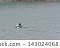 A man and a girl, both wearing swimsuits and backpacks, are swimming in the bay. A man and a girl, both wearing swimsuits and backpacks, are swimming in the bay. 143024068