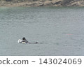 A man and a girl, both wearing swimsuits and backpacks, are swimming in the bay. A man and a girl, both wearing swimsuits and backpacks, are swimming in the bay. 143024069