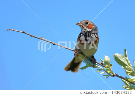 A Red-cheeked Bunting (a wild bird of Hokkaido) stands out against the early summer sky and fresh green leaves. A Red-cheeked Bunting (a wild bird of Hokkaido) stands out against the early summer sky and fresh green leaves. 143024133