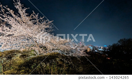 三井寺的夜櫻和大津市的夜景 三井寺的夜櫻和大津市的夜景 143024265