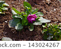 Viola flowers with a long blooming period 143024267