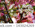 white plum blossom 143024269