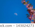The moon and cherry blossom petals floating in the blue sky 143024273