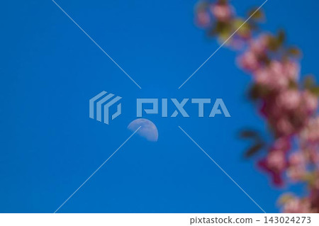 月亮和櫻花花瓣漂浮在藍天上 月亮和櫻花花瓣漂浮在藍天上 143024273