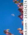 The moon and cherry blossom petals floating in the blue sky 143024274