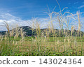 Early autumn in the Omi region: blue sky, white clouds, and shining pampas grass. 143024364
