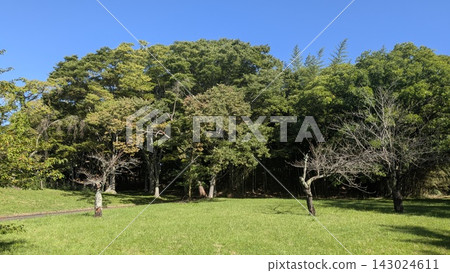 充滿自然氣息的公園 充滿自然氣息的公園 143024611