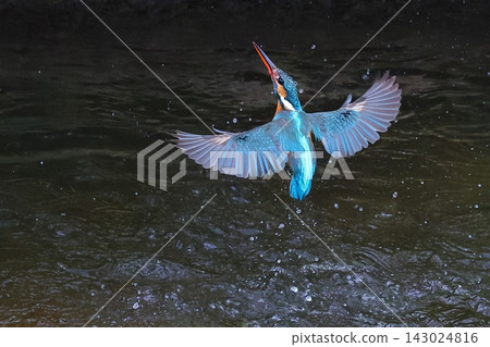 一隻翠鳥(雌性)從水中起飛,濺起水花(生態/水邊) 一隻翠鳥(雌性)從水中起飛,濺起水花(生態/水邊) 143024816